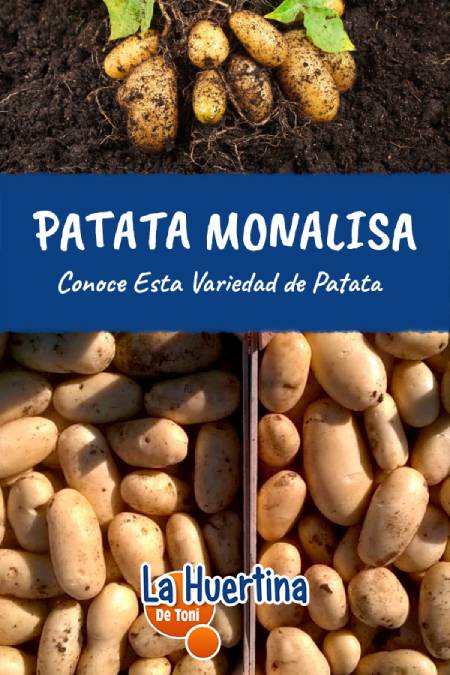 plantar patata monalisa plantar patata monalisa