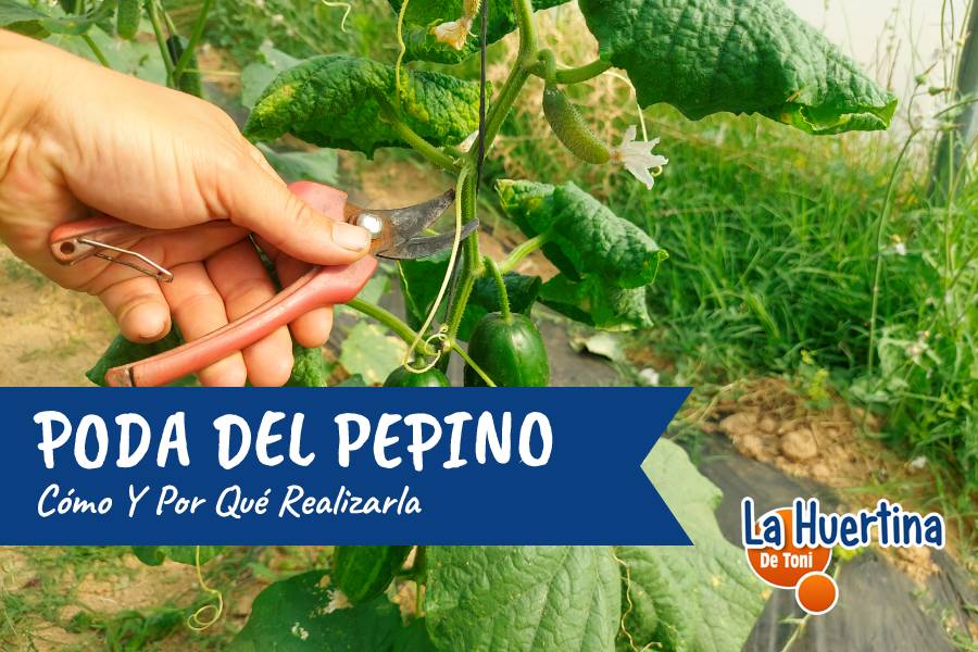 poda del pepino