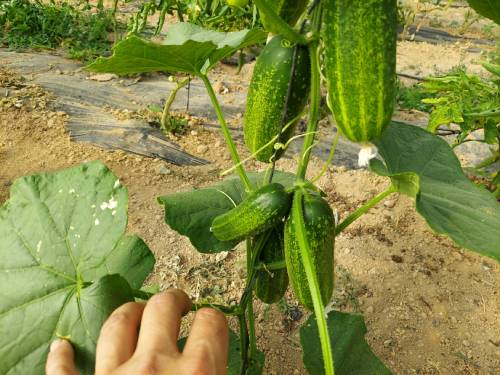 poda pipino poda pipino