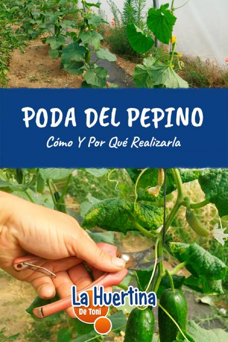 podar pepino podar pepino
