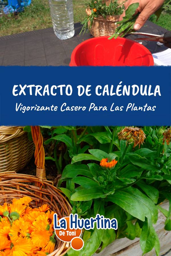 vigorizante casero calendula vigorizante casero calendula