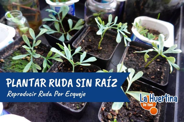 Cómo Plantar Ruda Sin Raíz: Reproducir Ruda Por Esqueje - La Huertina