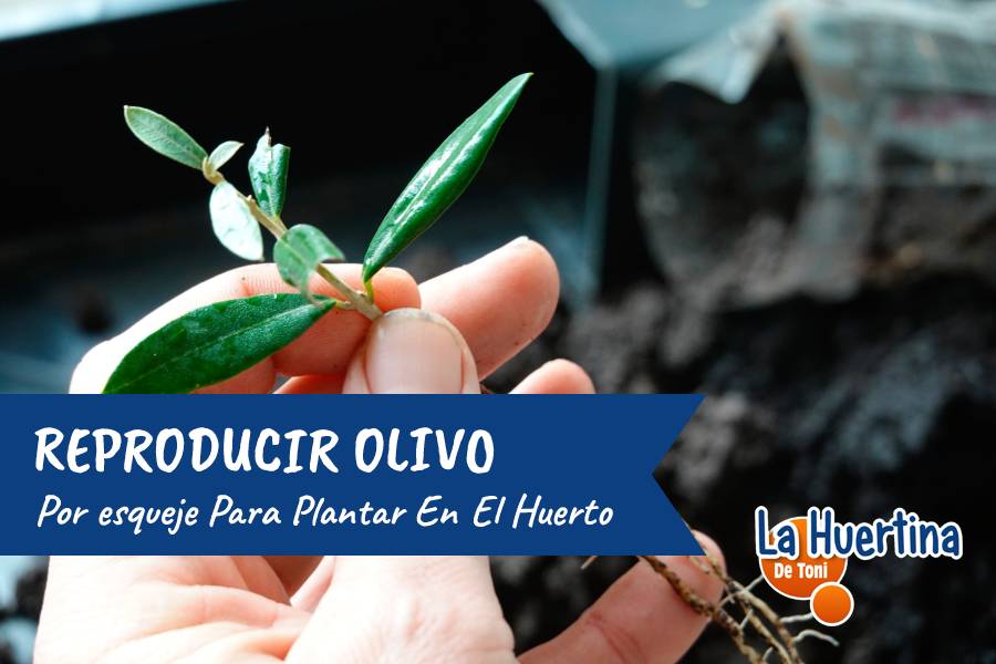 reproducir olivo
