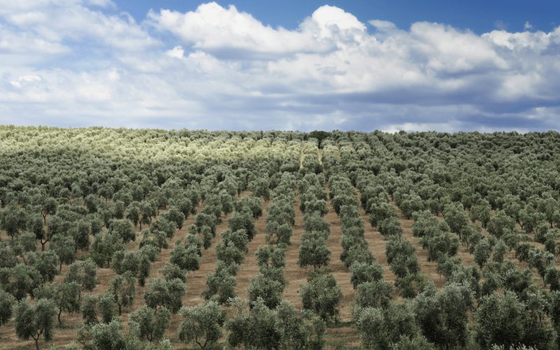olivar en intensivo
