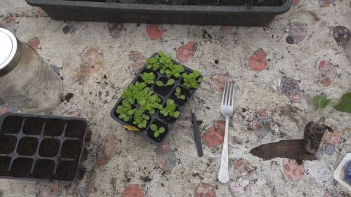 separar plantas raiz separar plantas raiz