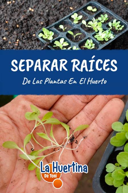 separar racices separar racices