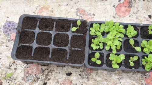 separar raices huerto separar raices huerto