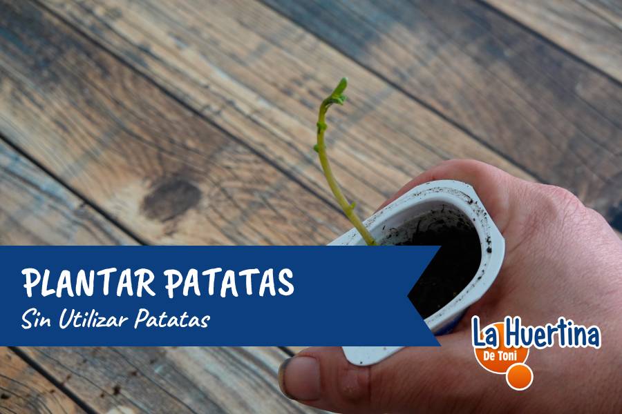 plantar patata sin patata