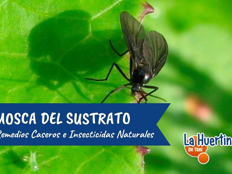 remedio casero para la mosca del sustrato