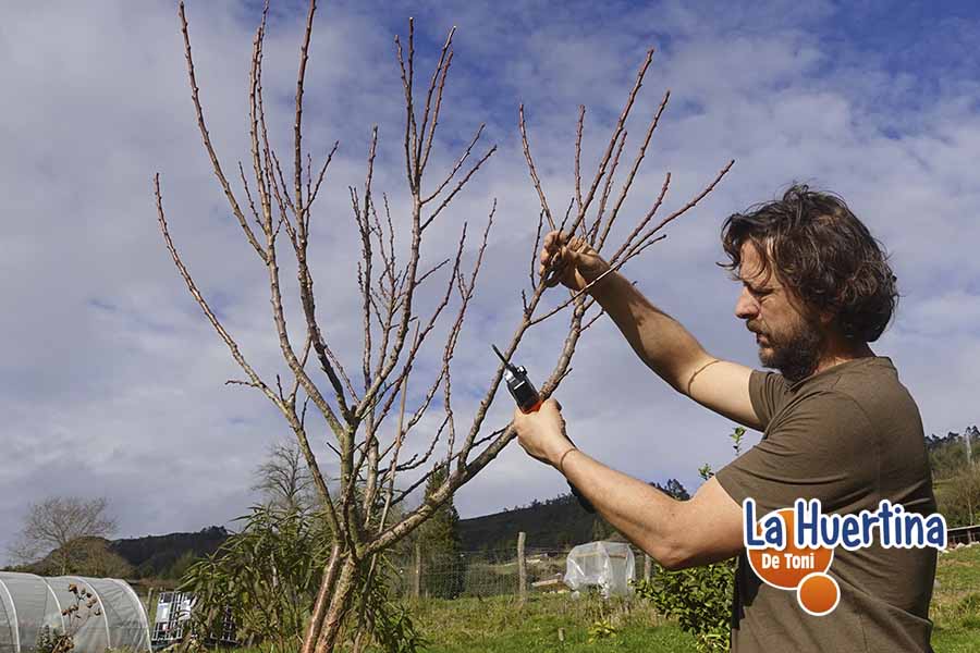 aprende a podar frutales