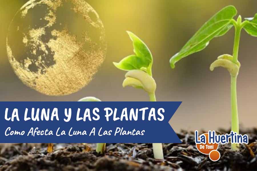 la luna y las plantas