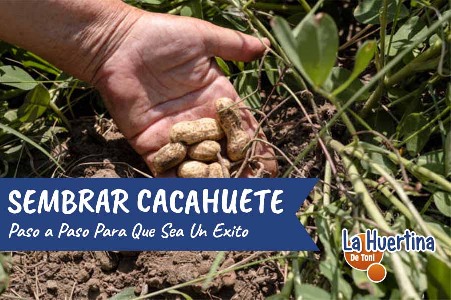 sembrar cacahuetes en casa