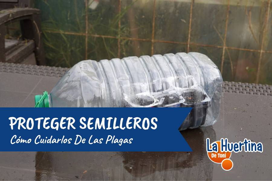 Cómo proteger los semilleros de las plagas