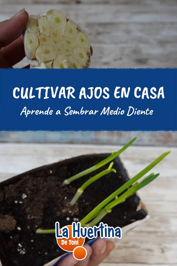 ajos cultivo casa