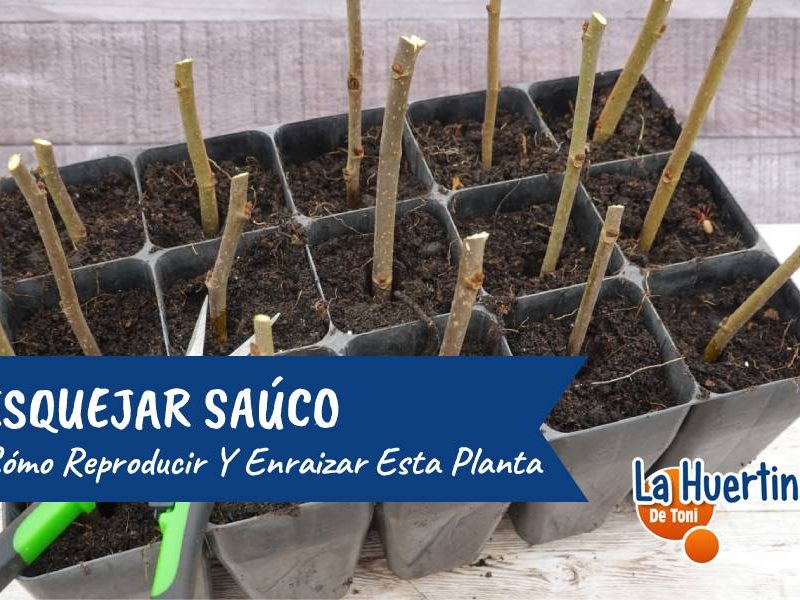 esquejar sauco