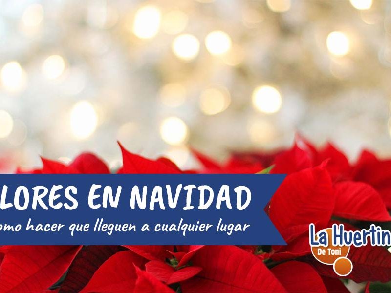 flores en navidad
