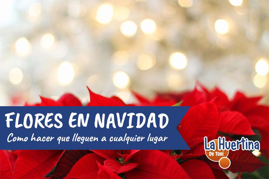 flores en navidad