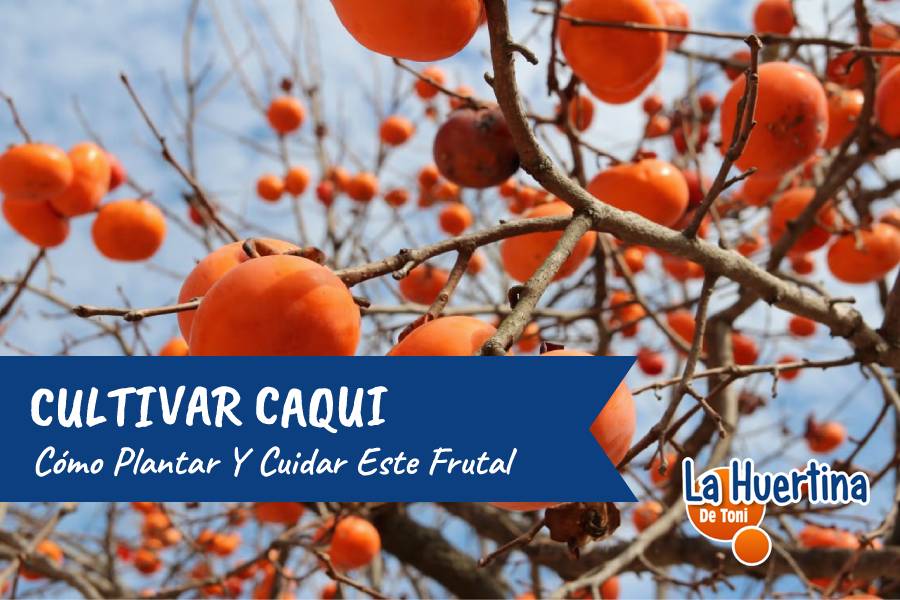 como plantar caqui