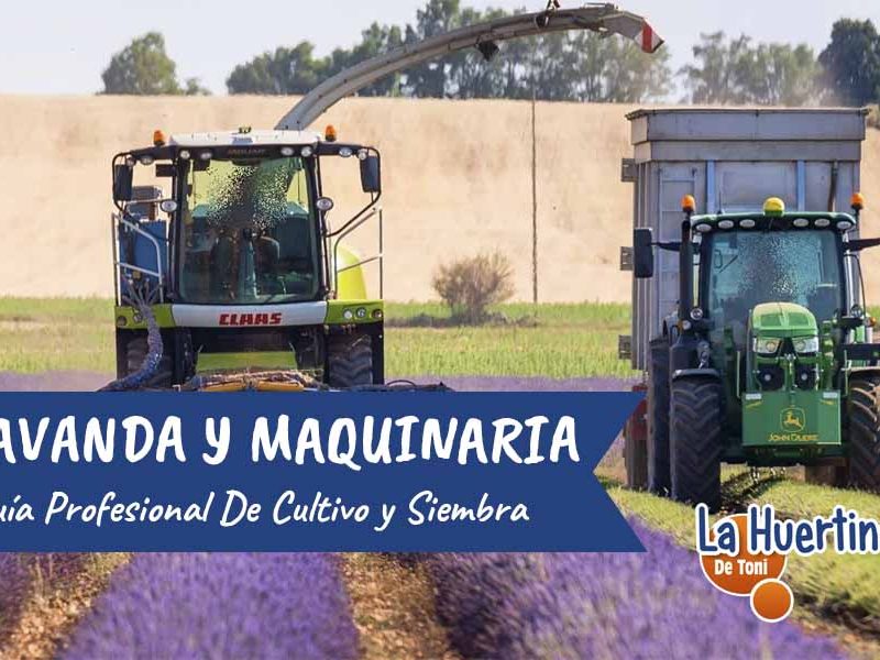 maquinaria y lavanda