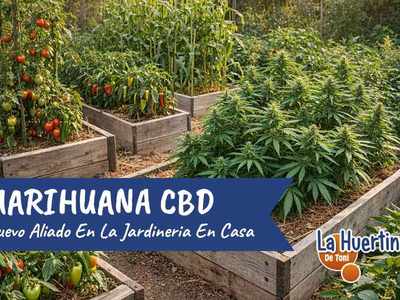 marihuana cbd