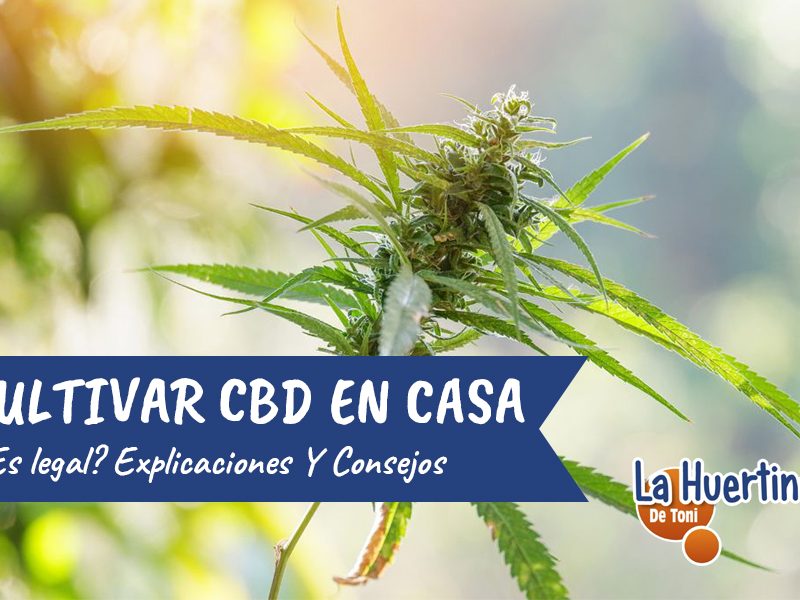 cultivar cbd en casa