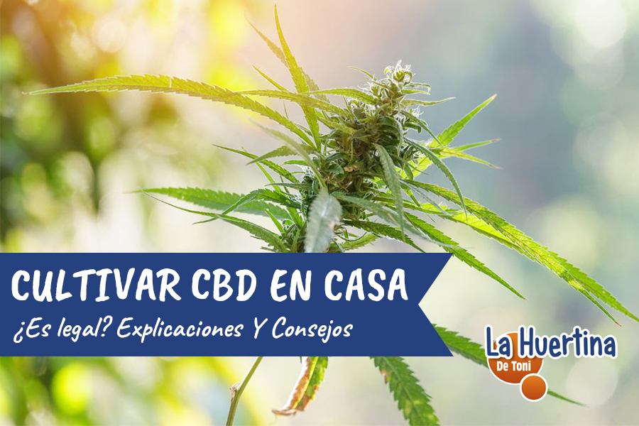 cultivar cbd en casa
