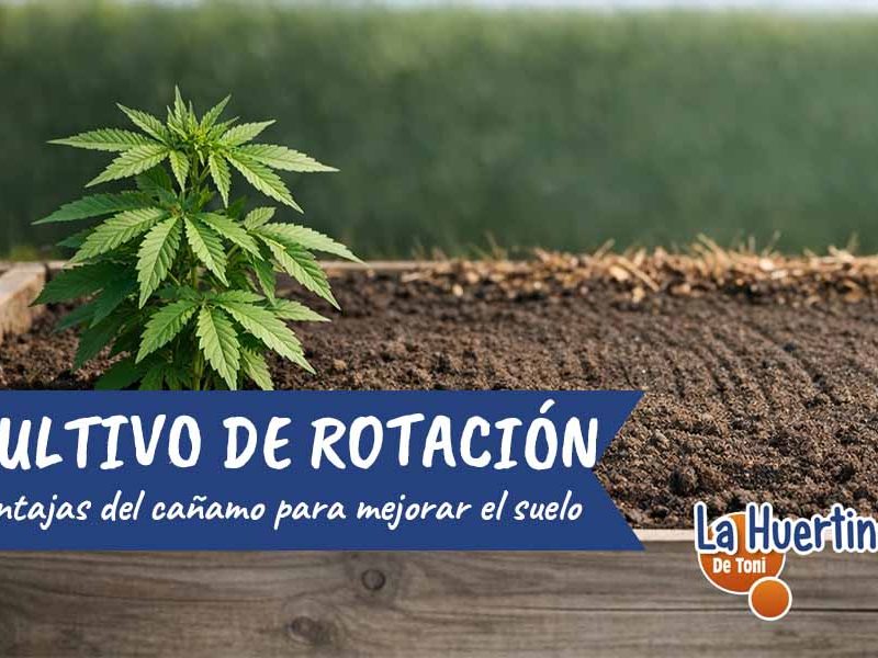 cultivos de rotación