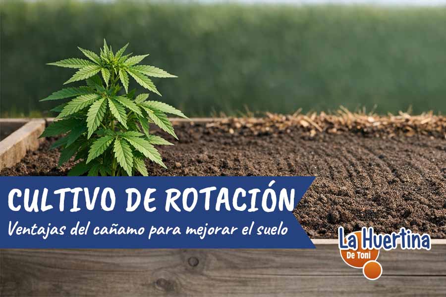 cultivos de rotación