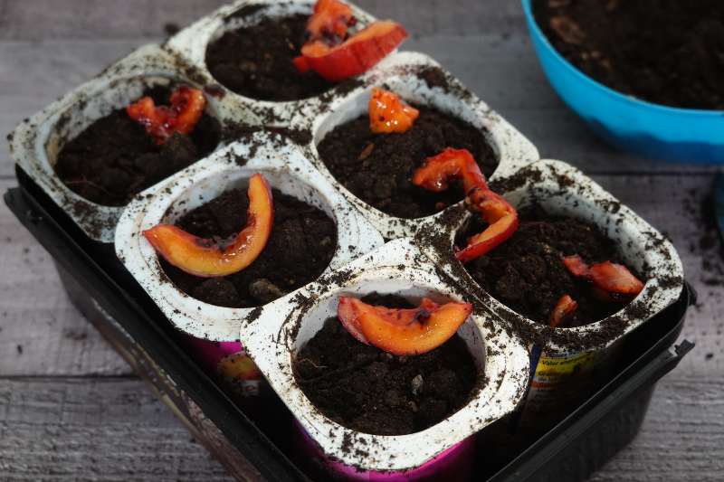 Germinar Tomate de Árbol