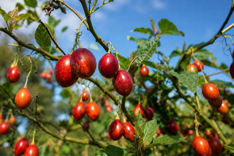 frutos de tamarillo o tomate de arbol