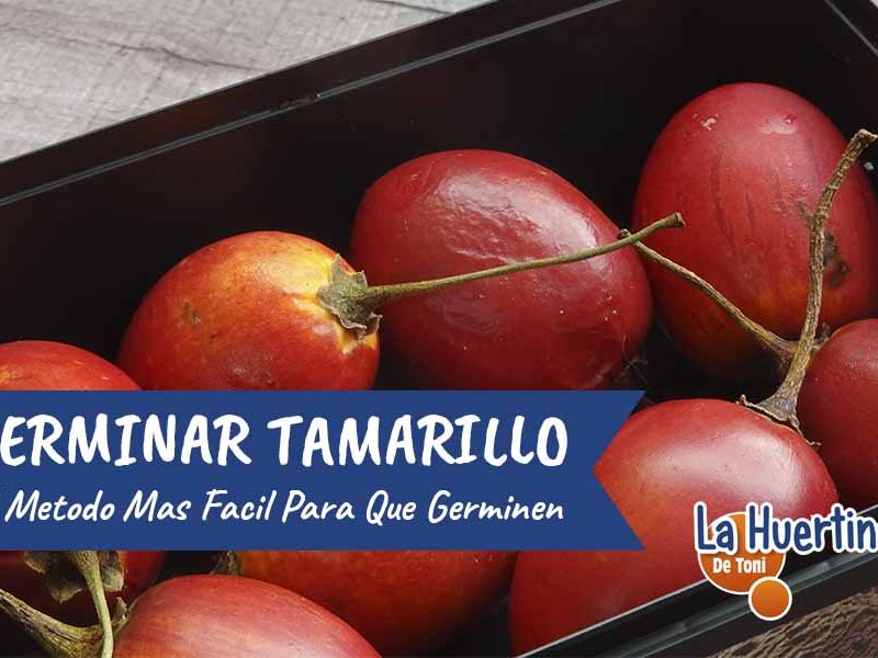 germinar Tamarillo
