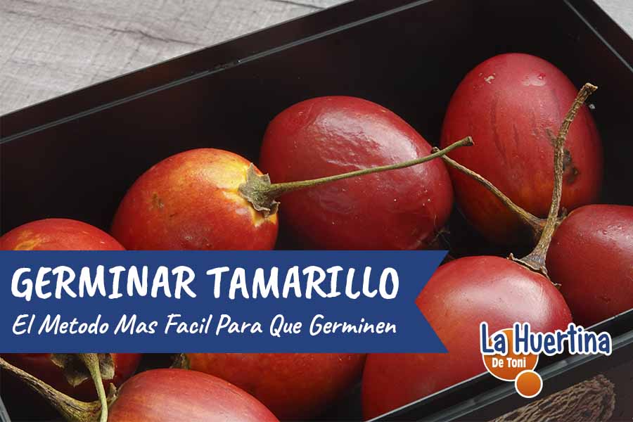 germinar Tamarillo