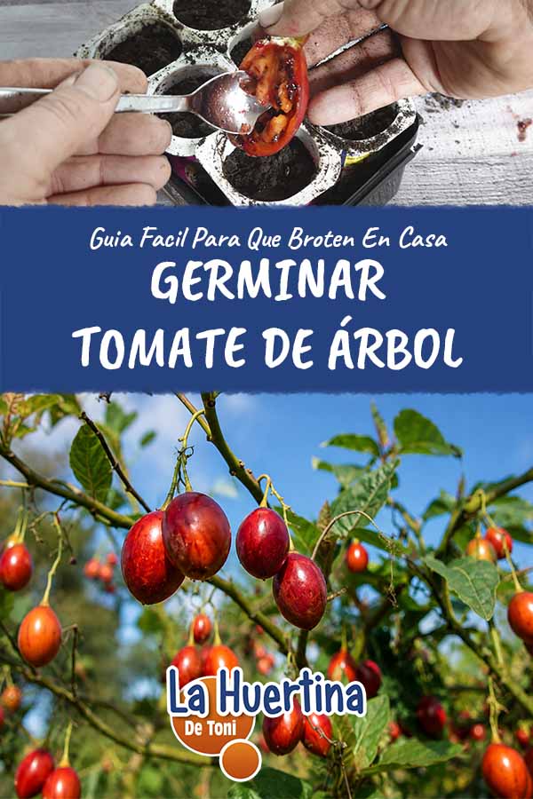 germinar tomate de arbol