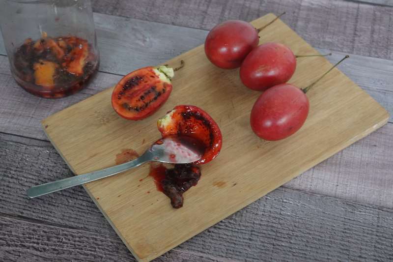 germinar tomate de arbol