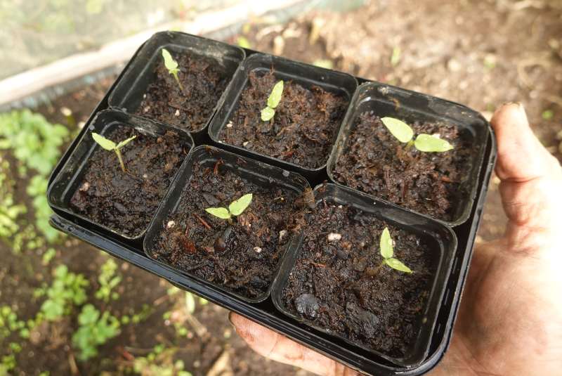 germinar y plantar tamarillo