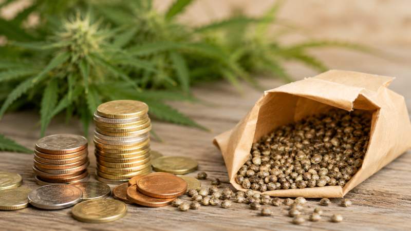 precio semillas marihuana