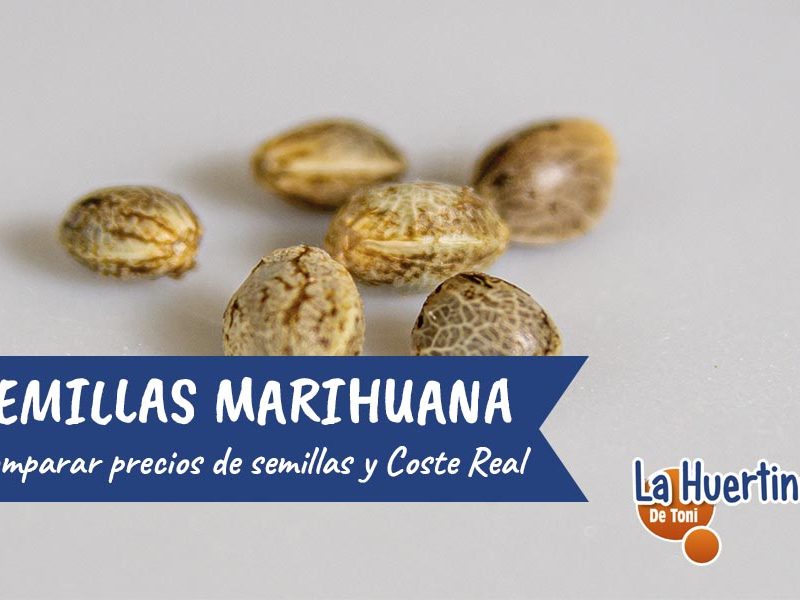 semillas marihuana