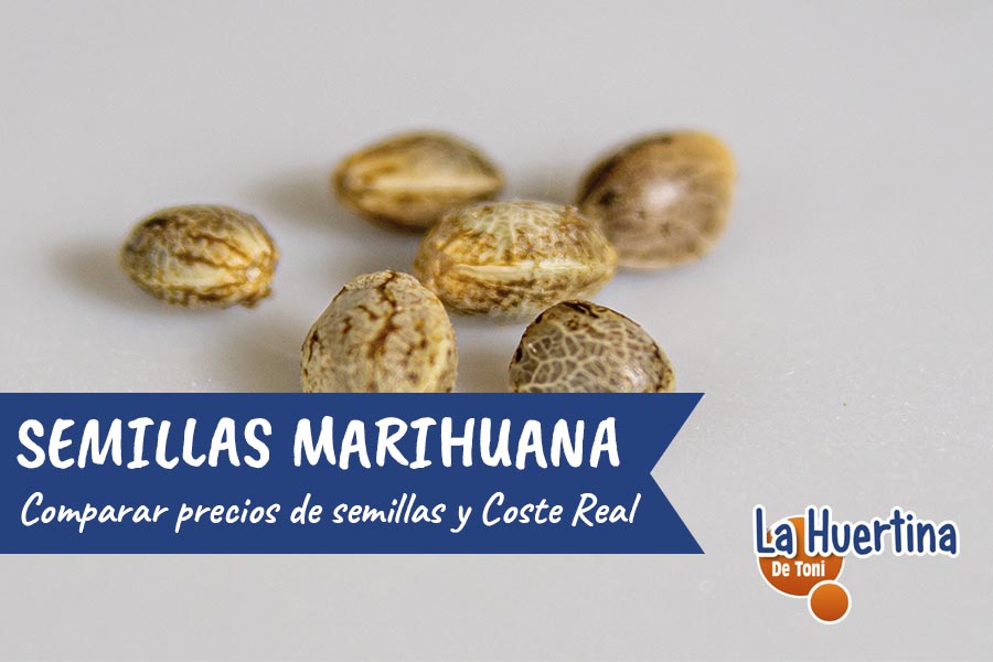 semillas marihuana