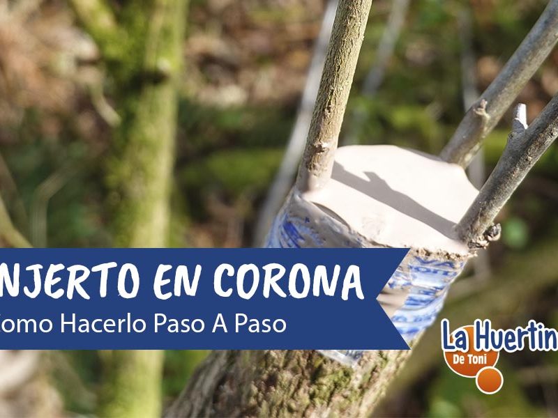 injerto en corona