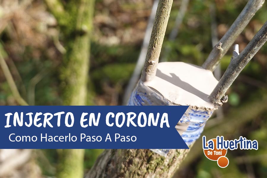 injerto en corona