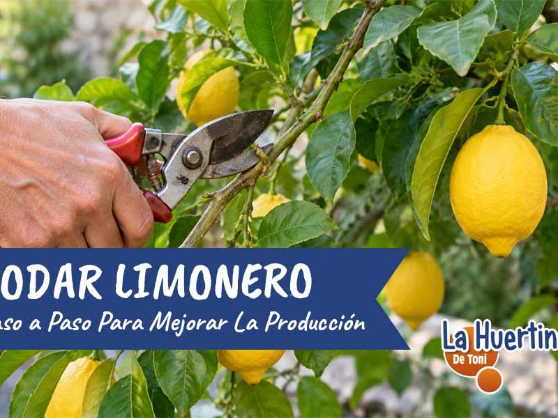 podar limonero