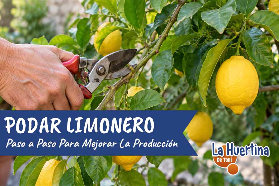 podar limonero